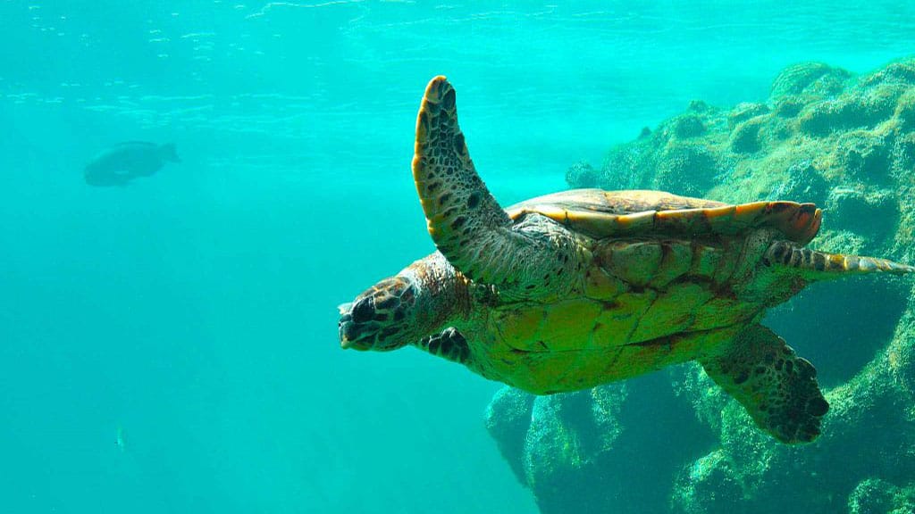 tortue sur l'île